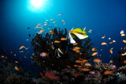 Maldives Liveaboard - Orion.